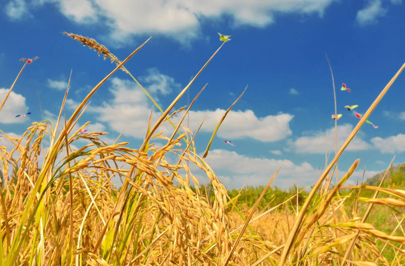 當(dāng)3S技術(shù)應(yīng)用于精準(zhǔn)農(nóng)業(yè)，奇跡就發(fā)生了！