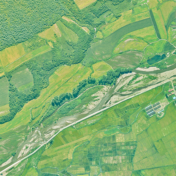 共建地球生命共同體，飛燕在行動！